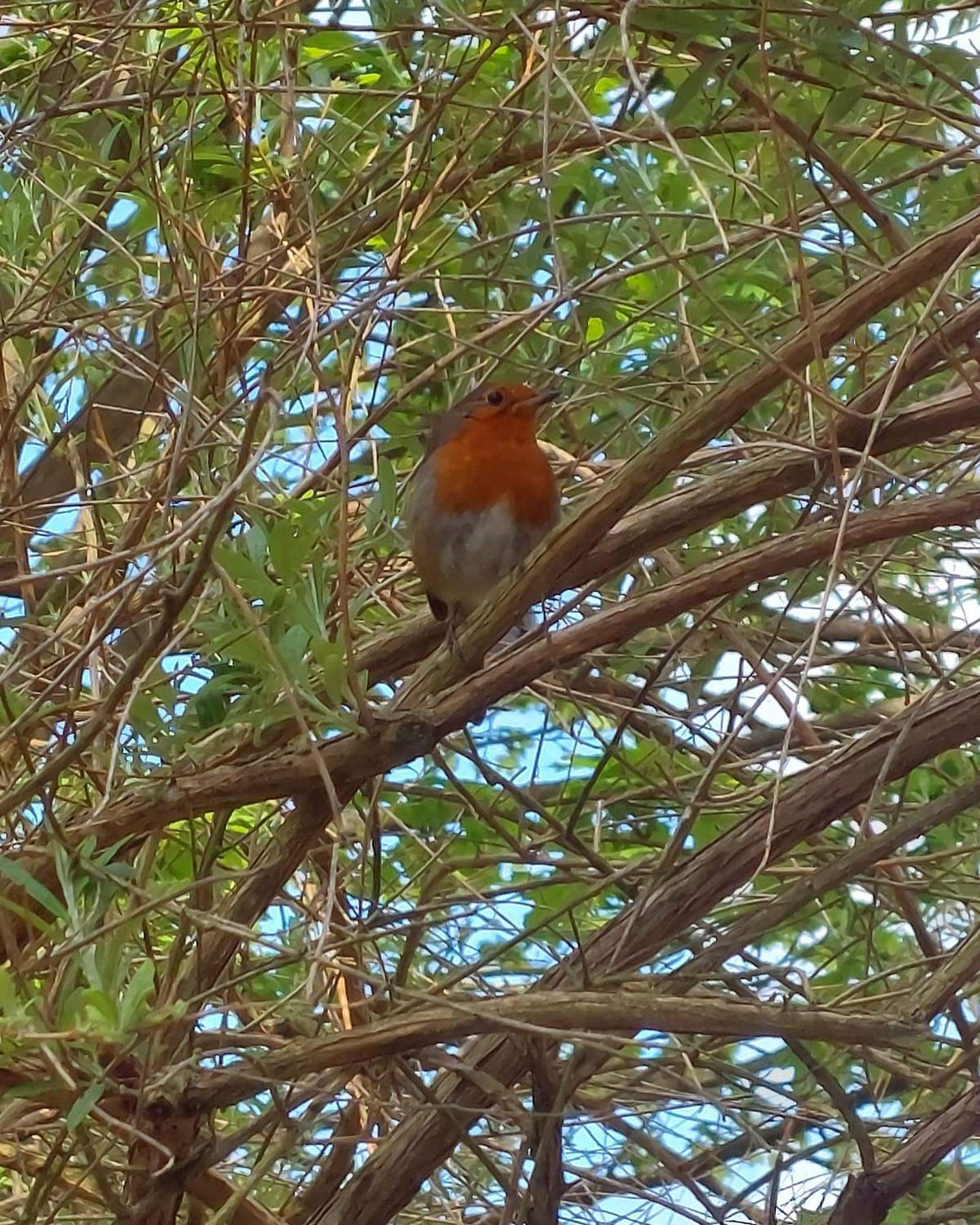 "Robin in tree"