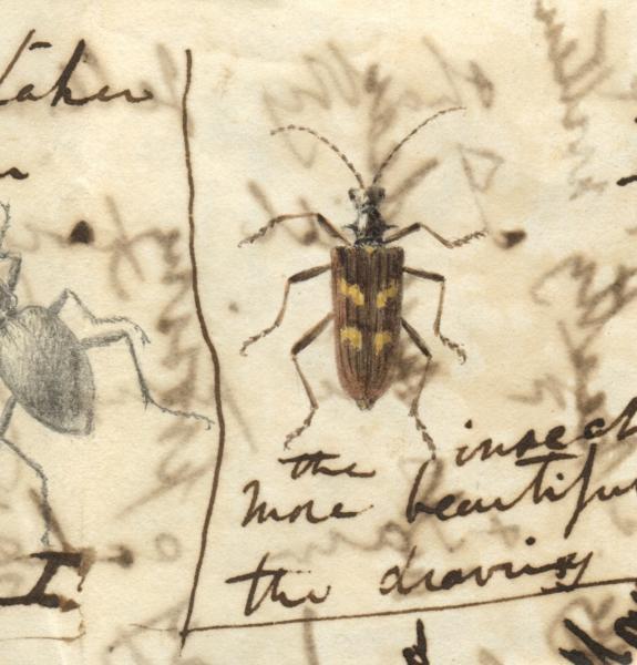 Beetles drawn on a letter written by Charles Darwin