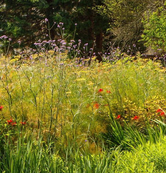 Fellows' Garden