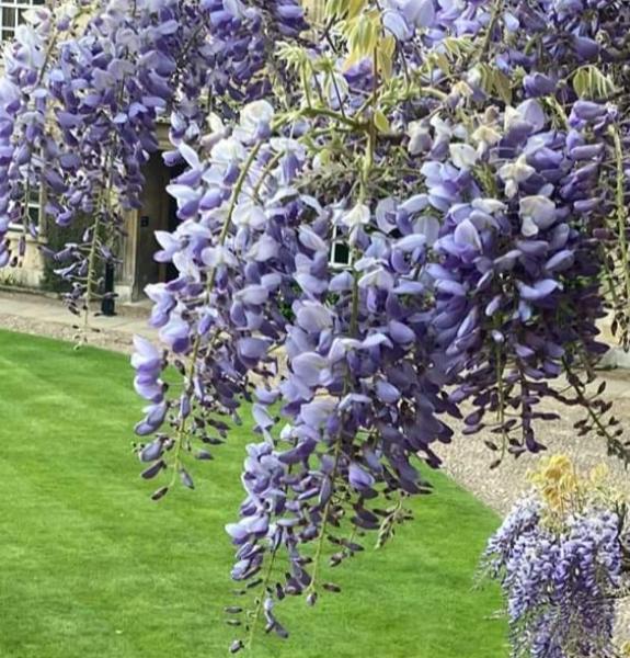 First Court and wysteria