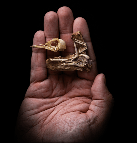 Bird skeleton held in a hand