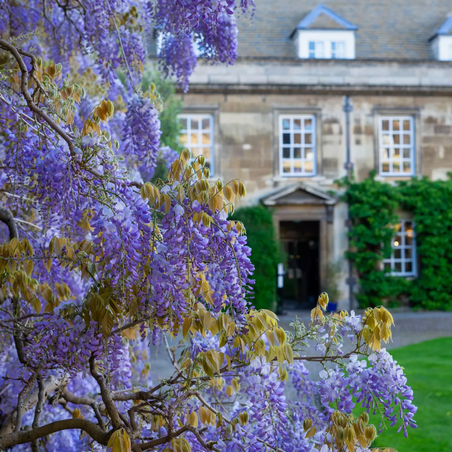 wisteria in first court