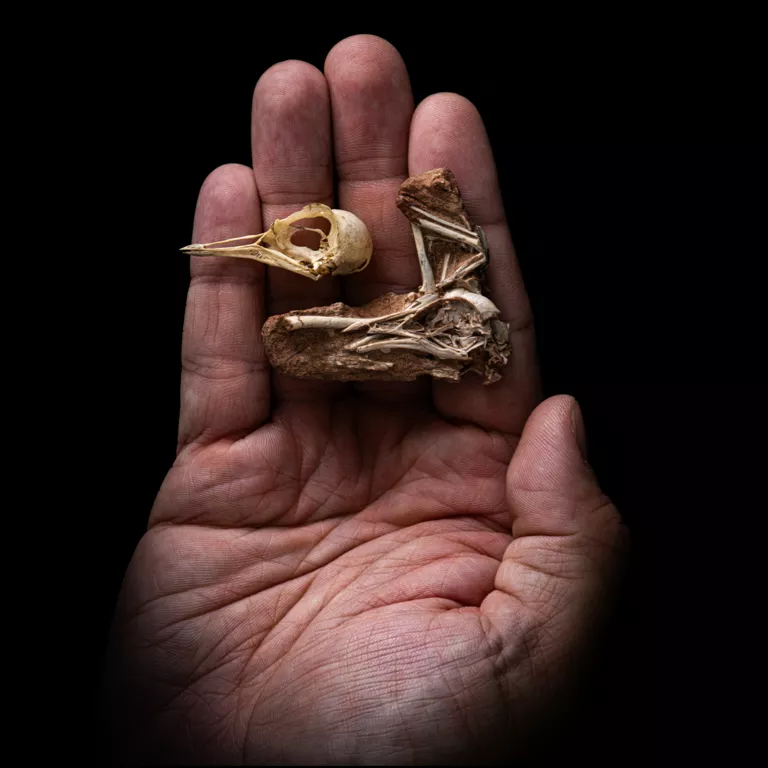 Bird skeleton held in a hand