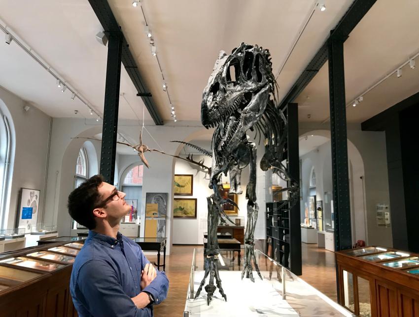 Person looking at dinosaur skeleton